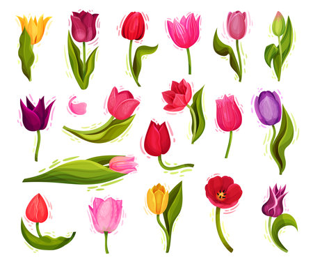 Colorful Tulip Flowers on Green Stalk with Leaf Big Vector Setのイラスト素材