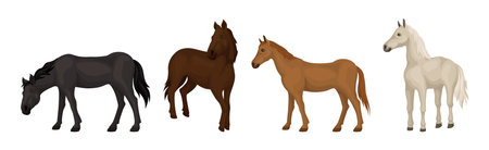 Horse Breed as Domesticated, One-toed, Hoofed Mammal Vector Setのイラスト素材