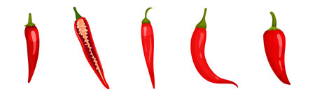 Red Chili Pepper as Cultivated Plant and Condiment Vector Setのイラスト素材