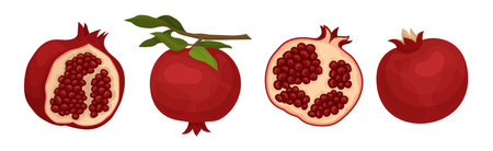 Ruby Pomegranate Fruit with Seeds Inside Vector Setのイラスト素材