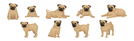 Pug Dog Puppy with Beige Coat and Wrinkled Muzzle in Different Poses Vector Setのイラスト素材