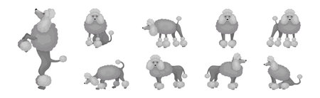 Poodle or Pudel Dog Breed with Grey Curly Coat in Different Pose Vector Setのイラスト素材
