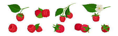 Ripe Red Raspberry as Sweet Mature Garden Fruit Vector Setのイラスト素材