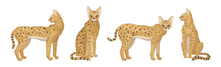 Serval as African Wild Cat with Small Head and Large Ears in Different Pose Vector Setのイラスト素材
