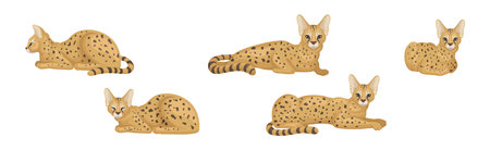 Serval as African Wild Cat with Small Head and Large Ears in Different Pose Vector Setのイラスト素材