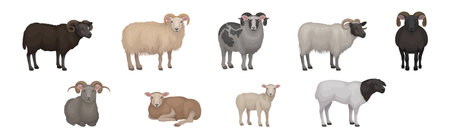 Sheep as Ruminant Domestic Mammal Kept as Livestock Vector Setのイラスト素材