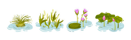 Water and Swamp Plants with Pink Waterlily Flower Vector Setのイラスト素材