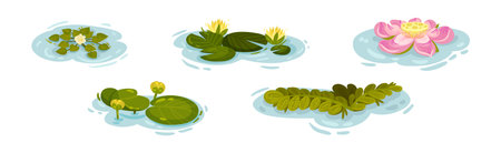 Water and Swamp Plants with Pink Waterlily Flower Vector Setのイラスト素材
