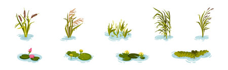 Water and Swamp Plants with Pink Waterlily Flower Vector Setのイラスト素材