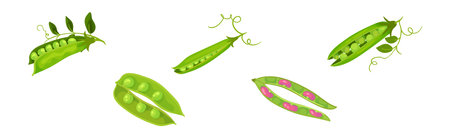 Grain Legume or Pulse Crop with Pod and Beans Vector Setのイラスト素材