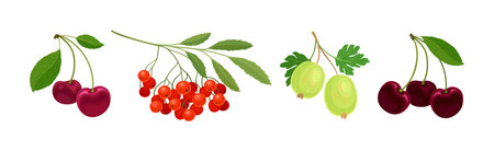 Ripe and Juicy Garden Berry Twig and Branches with Hanging Fruit Vector Setのイラスト素材
