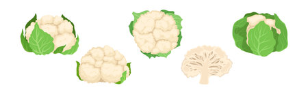 Cauliflower with Edible White Flesh Used in Culinary Vector Setのイラスト素材