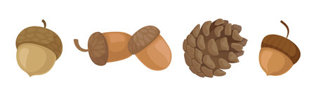 Fir or Pine Cones and Acorns as Seed Containing Plant Part Vector Setのイラスト素材