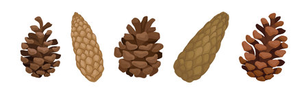 Fir or Pine Cones as Seed Plant Part Vector Setのイラスト素材