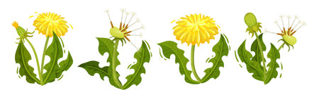 Dandelion Yellow Flower as Meadow Plant with Seeds and Stem Vector Setのイラスト素材