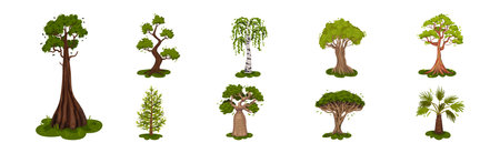 Different Trees as Perennial Plant with Trunk, Branches and Leaves Vector Setのイラスト素材