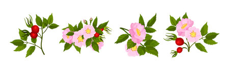 Tender Pink Flowers of Rosa Canina or Dog Rose Plant with Mature Red Rose Hips Vector Setのイラスト素材
