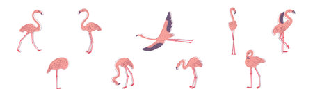 Pink Flamingo Bird with Long Curved Neck and Legs in Different Poses Vector Setのイラスト素材