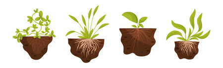 Plant Growing with Roots in Soil Vector Setのイラスト素材