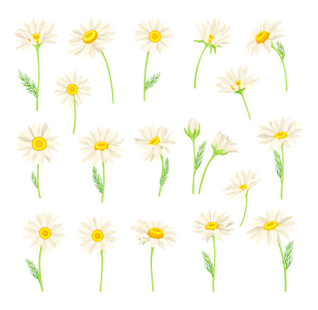 Common Daisy or Bellis Perennis on Stem with White Ray Florets and Yellow Disc Floret Big Vector Setのイラスト素材