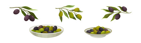 Fresh and Ripe Olive Black and Green Fruit Vector Setのイラスト素材