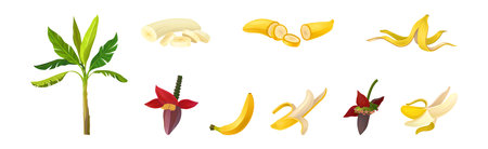 Banana Plant with Leaves and Fruit Isolated On White Background Vector Setのイラスト素材