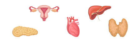 Heart, Pancreas, Thyroid, Liver and Reproductive System as Human Internal Body Part Vector Setのイラスト素材