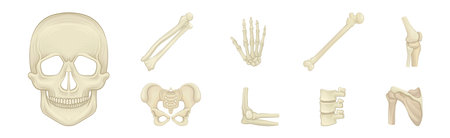 Bone and Joints as Parts of Human Skeleton Vector Setのイラスト素材