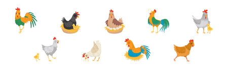 Hen and Cockerel with Chicks and Hay Nest Vector Setのイラスト素材