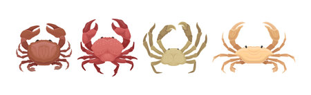 Different Crabs as Decapod Crustaceans with Claws Vector Setのイラスト素材