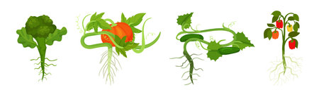 Fresh Vegetables with Rootstock and Top Leaves Vector Setのイラスト素材