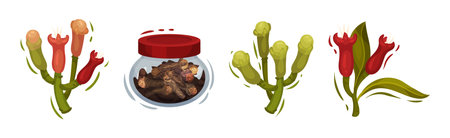 Clove Aromatic Flower and Dried Spice Vector Setのイラスト素材