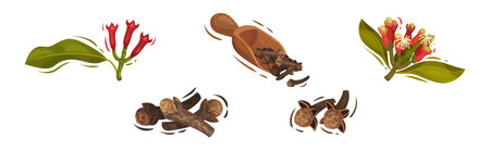 Clove Aromatic Flower and Dried Spice Vector Setのイラスト素材