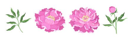 Pink Peony Flower Bud on Green Stems with Leaves Vector Setのイラスト素材