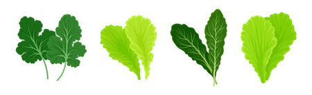 Leaf Vegetables or Vegetable Greens as Salad Ingredient Vector Setのイラスト素材