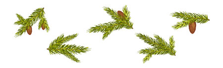 Coniferous Pine Green Branch and Twig with Needles and Cone Vector Setのイラスト素材