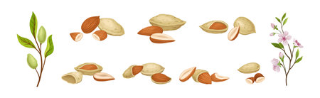 Almond Nut Kernel or Seed in Shell as Dried Snack Vector Setのイラスト素材