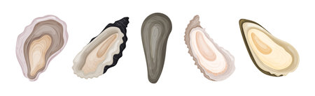 Oyster as Salt-water Bivalve Molluscs and Marine Delicacy Vector Setのイラスト素材