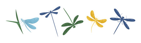 Various Colorful Dragonflies Flying with Long Wings Vector Setのイラスト素材