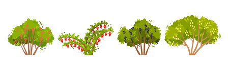 Fruit and Berry Bush with Green Crown and Trunk Vector Setのイラスト素材