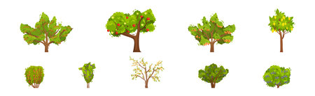 Fruit and Berry Tree and Bush with Green Crown and Trunk Vector Setのイラスト素材