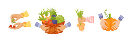 Hands Harvest Ripe and Juicy Agricultural Crops Vector Setのイラスト素材