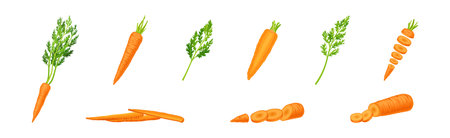 Carrot as Orange Root Vegetable Whole and Sliced Vector Setのイラスト素材