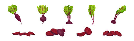Beetroot or Garden Beet with Top Leaf Vector Set