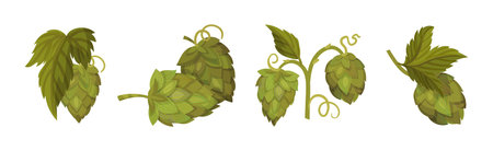 Fresh Hop Plants with Cones and Green Leaves Vector Setのイラスト素材