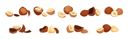 Hazelnut Kernel in Cracked Shell and Husk Vector Setのイラスト素材