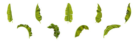 Green Banana Leaves and Decorative Tropical Foliage Vector Setのイラスト素材