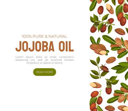 Organic Jojoba Oil Banner Design with Natural Plant Vector Templateのイラスト素材