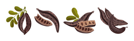 Carob Plant Pod as Natural Sweetener Plant Vector Setのイラスト素材
