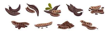 Carob Plant Pod as Natural Sweetener Plant Vector Setのイラスト素材
